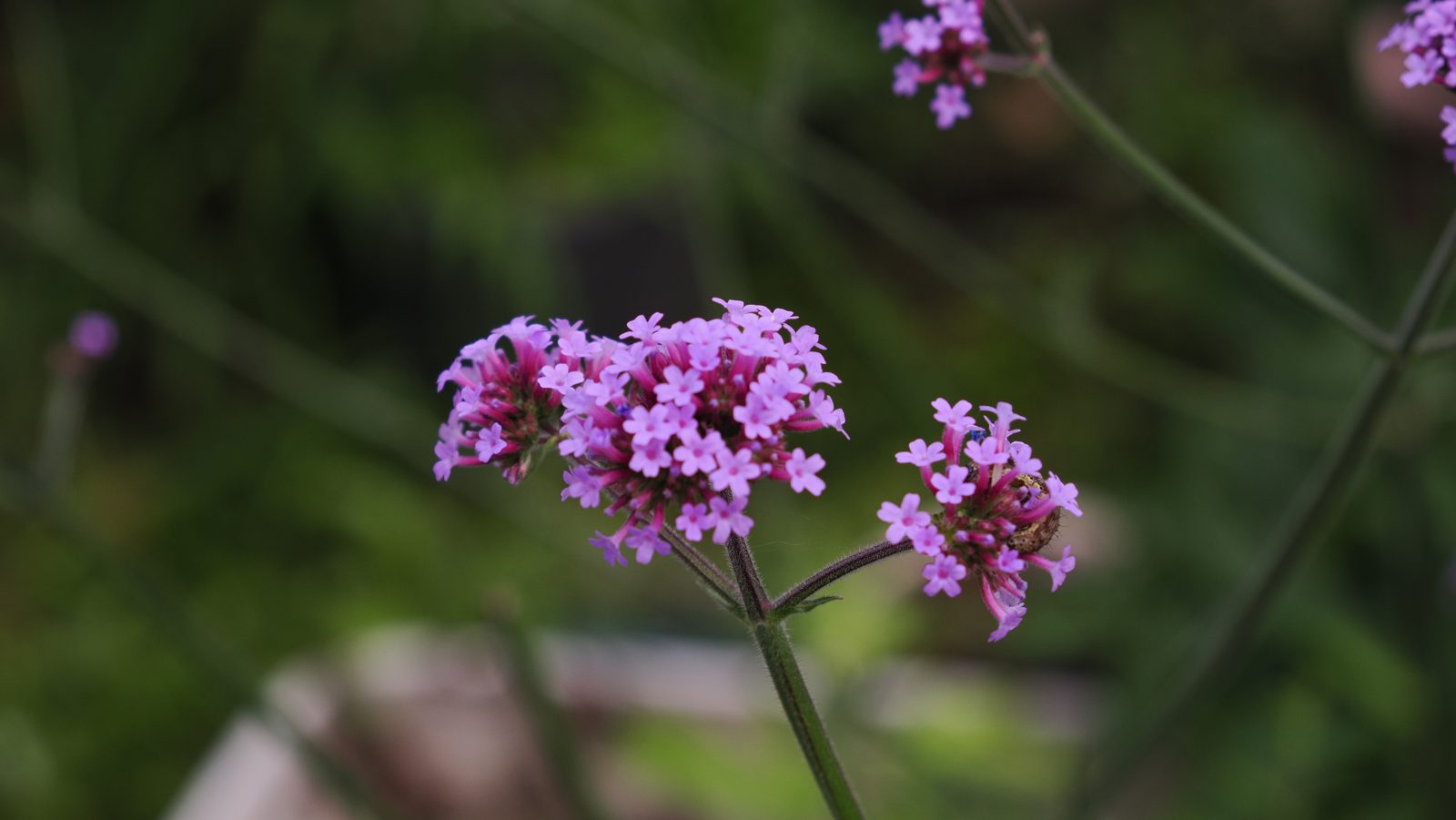 紫の花