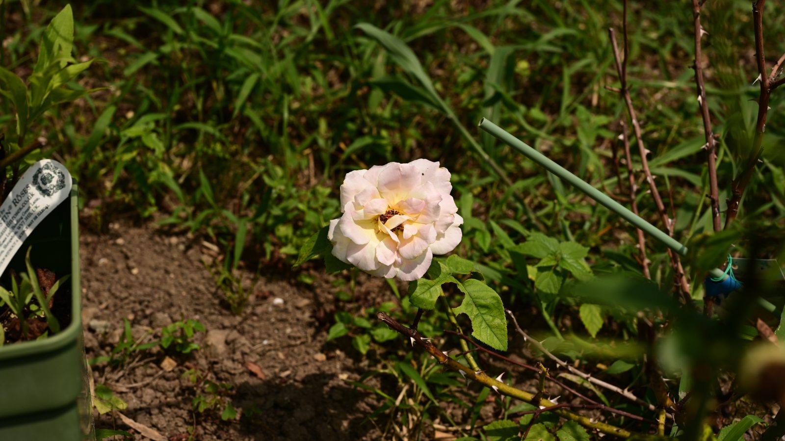 NIKON Z 7_2で撮影