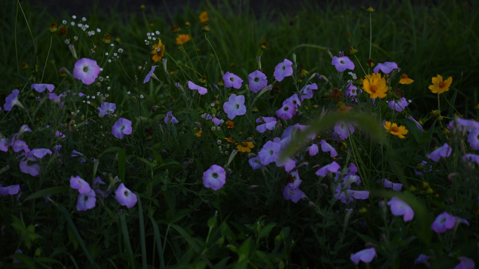 NIKON Z 7_2で撮影