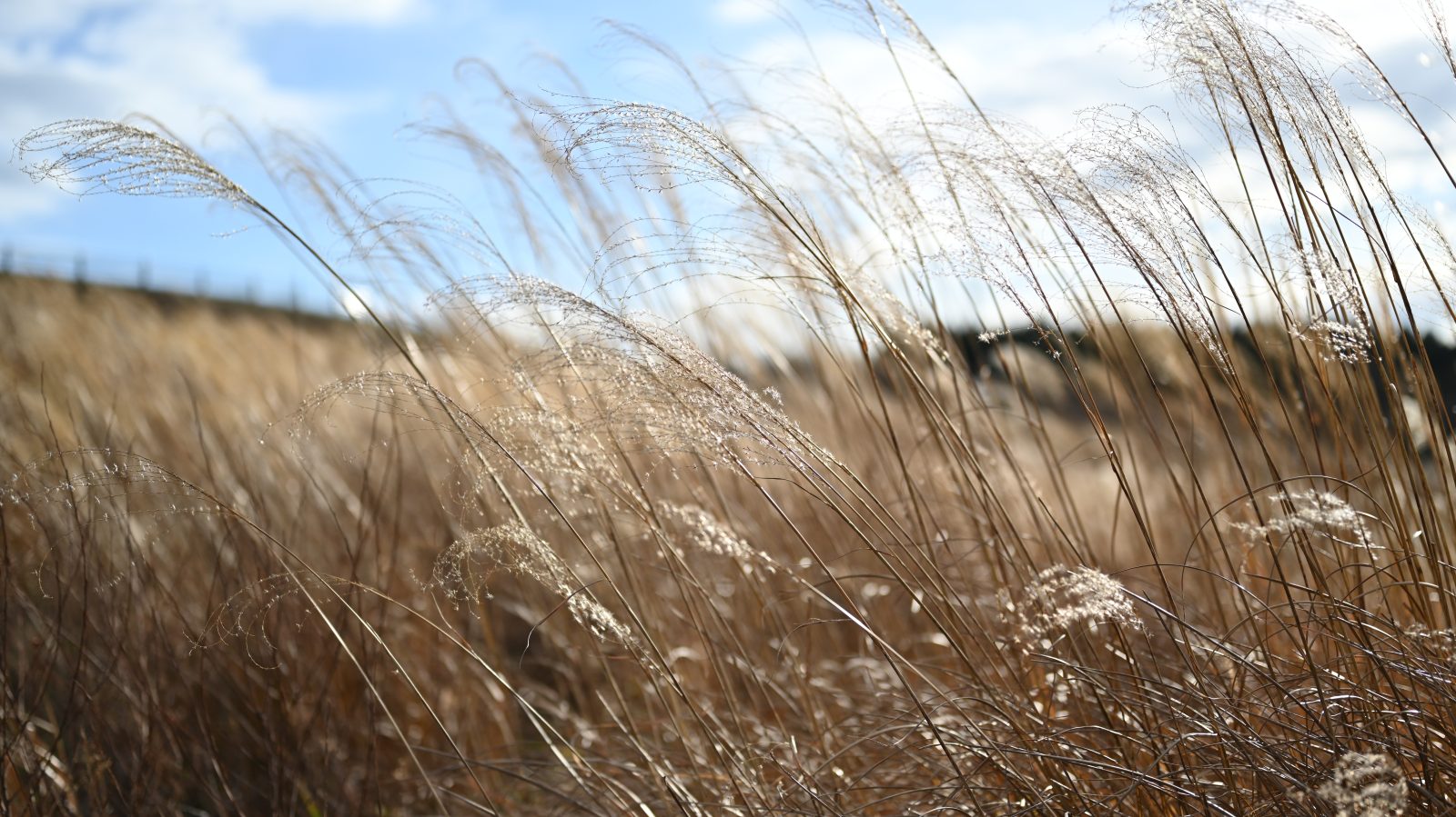 NIKON Z 7_2で撮影