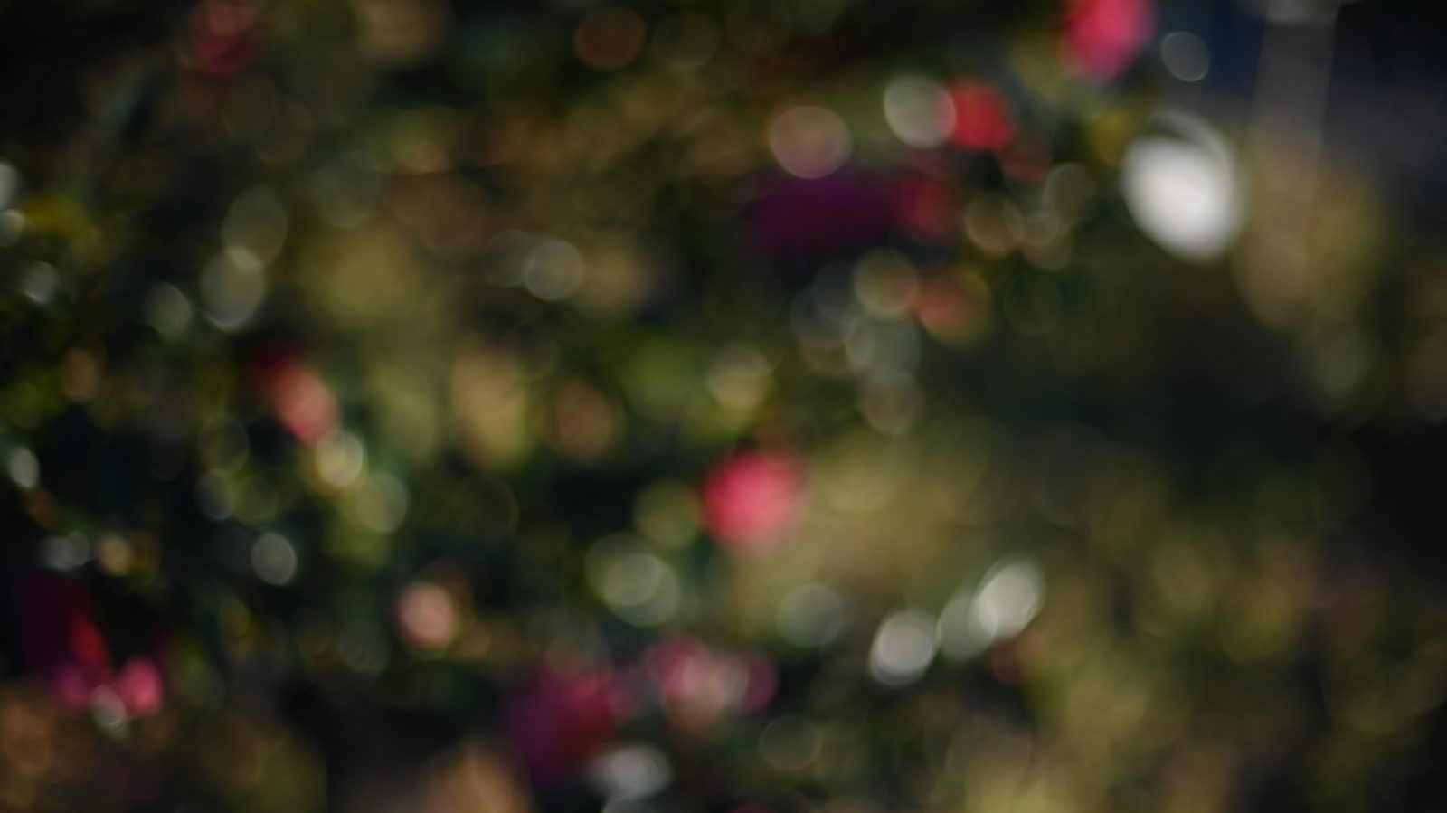 NIKON Z 7_2で撮影