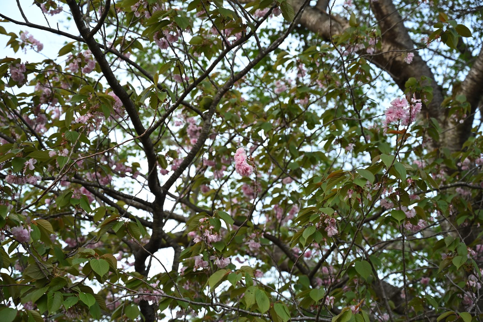 NIKON Z5_2で撮影