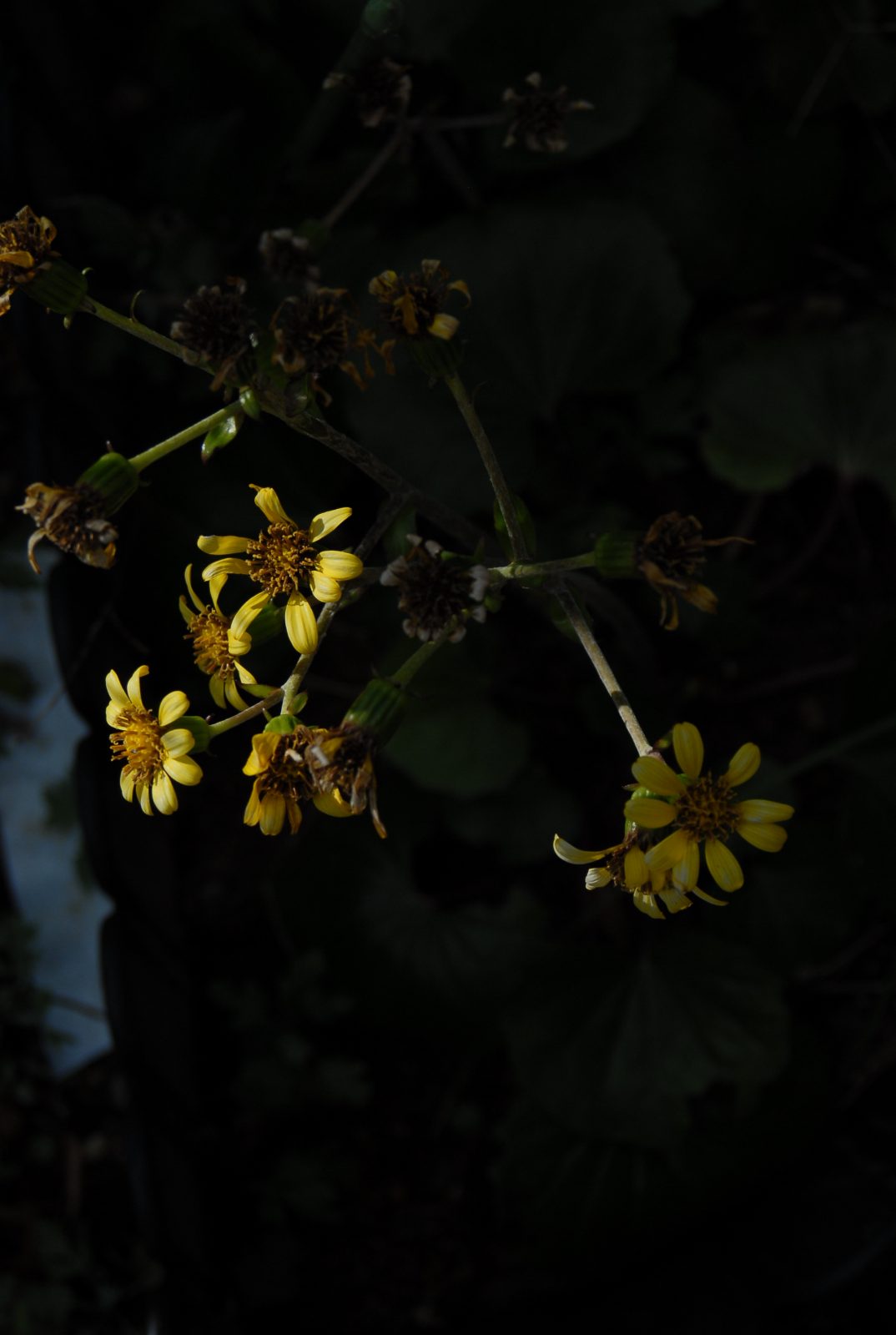 NIKON D200で撮影