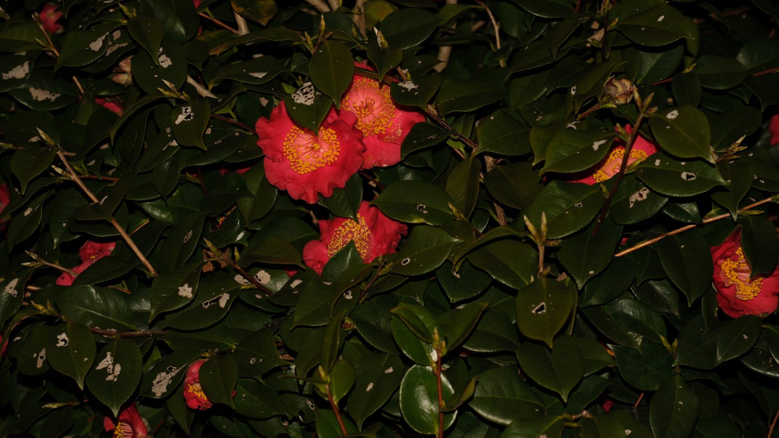 X-T50で撮影