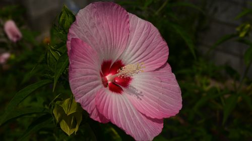 NIKON Z 7_2で撮影