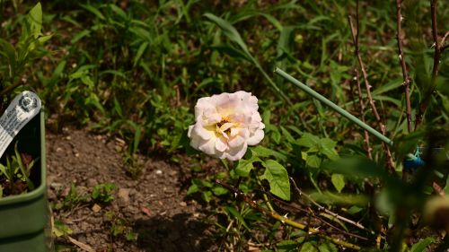 NIKON Z 7_2で撮影