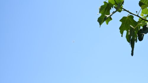 NIKON Z 7_2で撮影