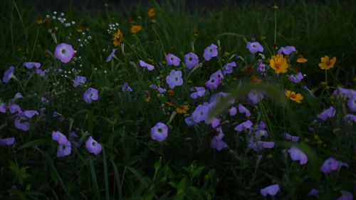 NIKON Z 7_2で撮影