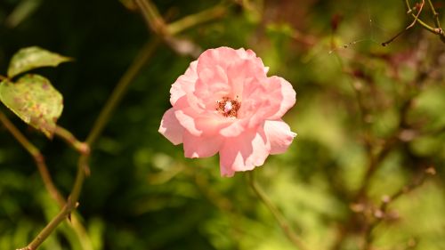 NIKON Z 7_2で撮影