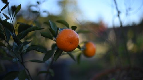 NIKON Z 7_2で撮影