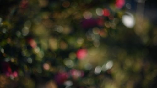 NIKON Z 7_2で撮影