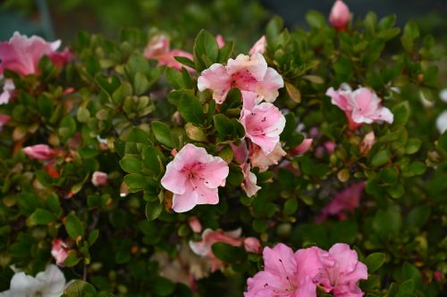 NIKON Z5_2で撮影