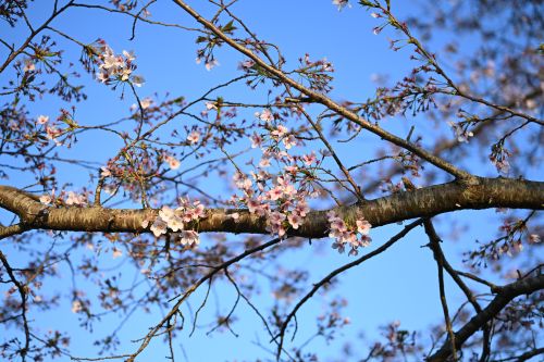 NIKON Z5_2で撮影