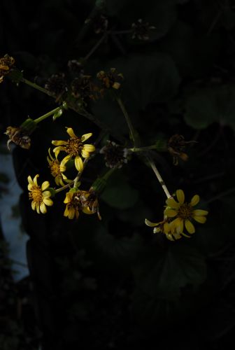 NIKON D200で撮影