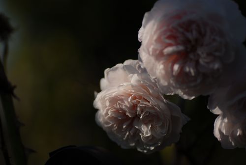 NIKON D200で撮影