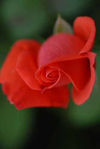 NIKON D200で撮影