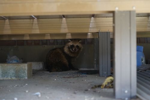 ILCE-7で撮影